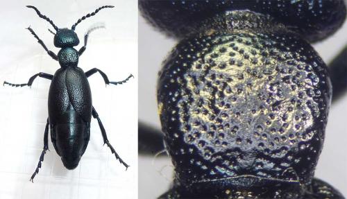Meloe proscarabaeus